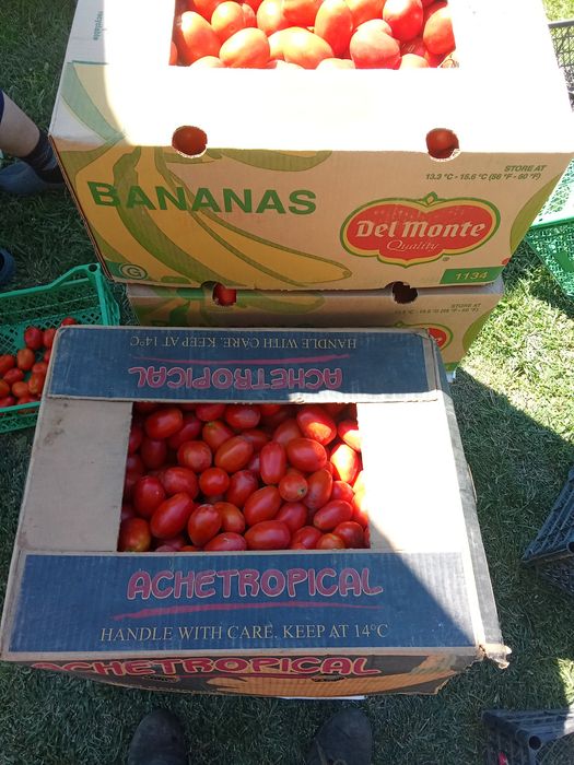 Vind roșii  și gogonele ideale  pentru bulion și pentru murat