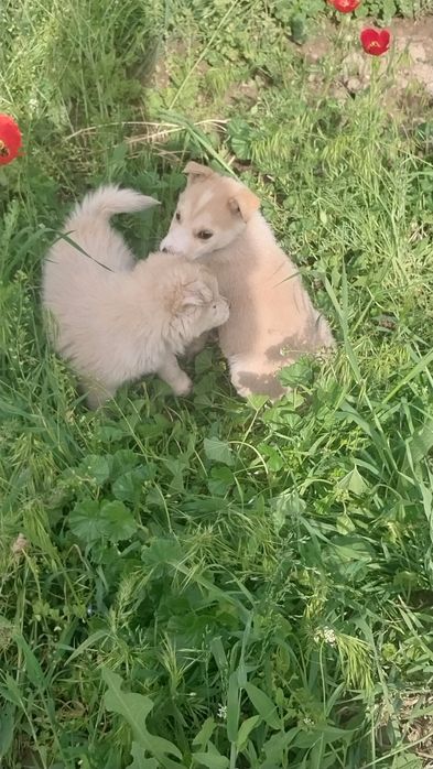 Хаски щенята продаем