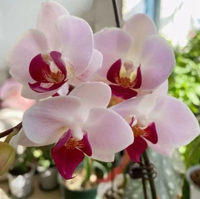 Взрослые орхидеи