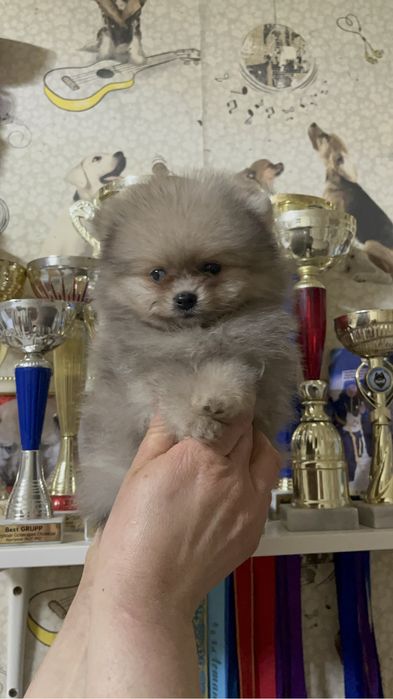 Щенки шпица