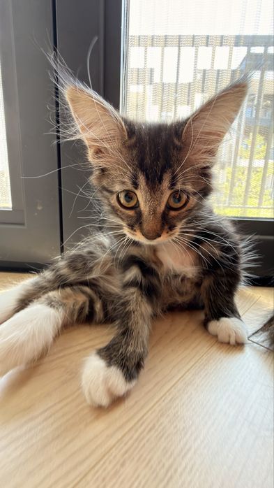Котенок метис ищет дом