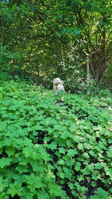 Продава се Къща в с. Луково, Област София-област - 80 кв.м за 765 €/кв.м - Снимка #5