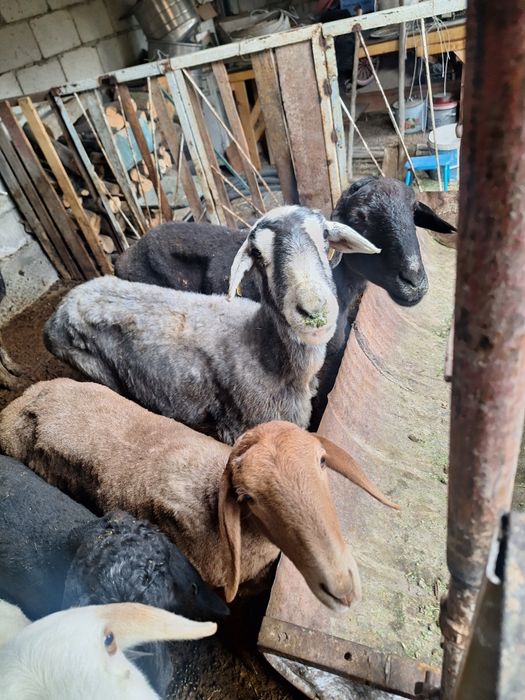 Продаётся Бараны