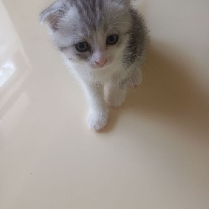 Вислоухий котёнок 1 месяц