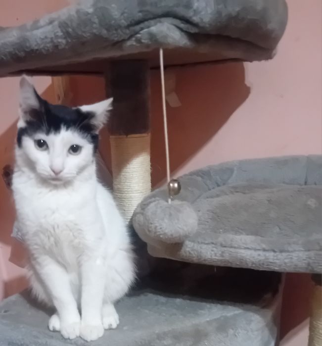 Donez motănel doar iubitorilor de animale