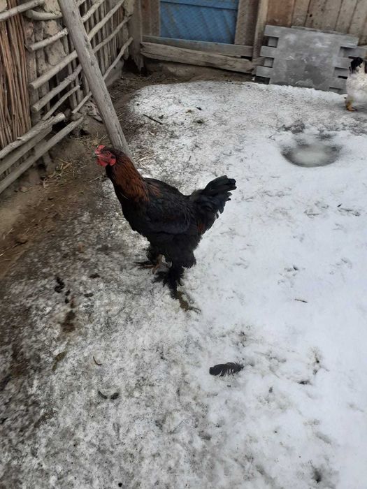 ПРОДАМ петухов      .