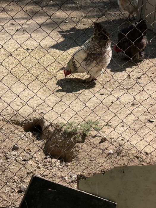 Продам Курицы домашние куры