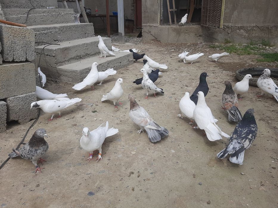 Голубкалар бар жақсы