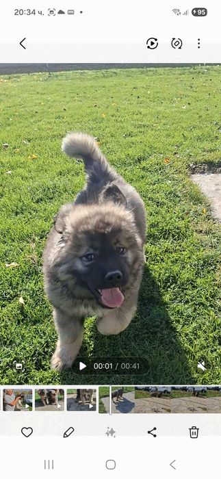 Кавказка Овчарка