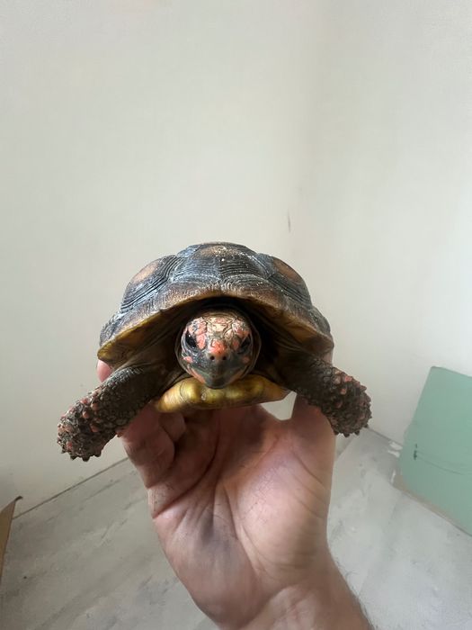 Țestoase, broaște testoase