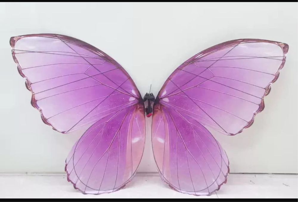 Хит бабочка 2026