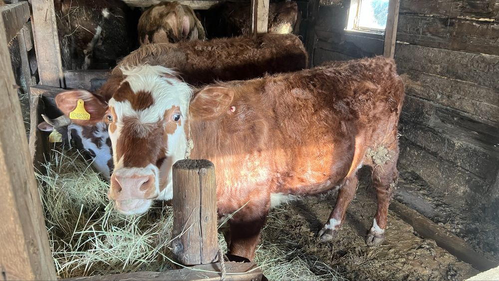 Продам крс тёлка полтарашка