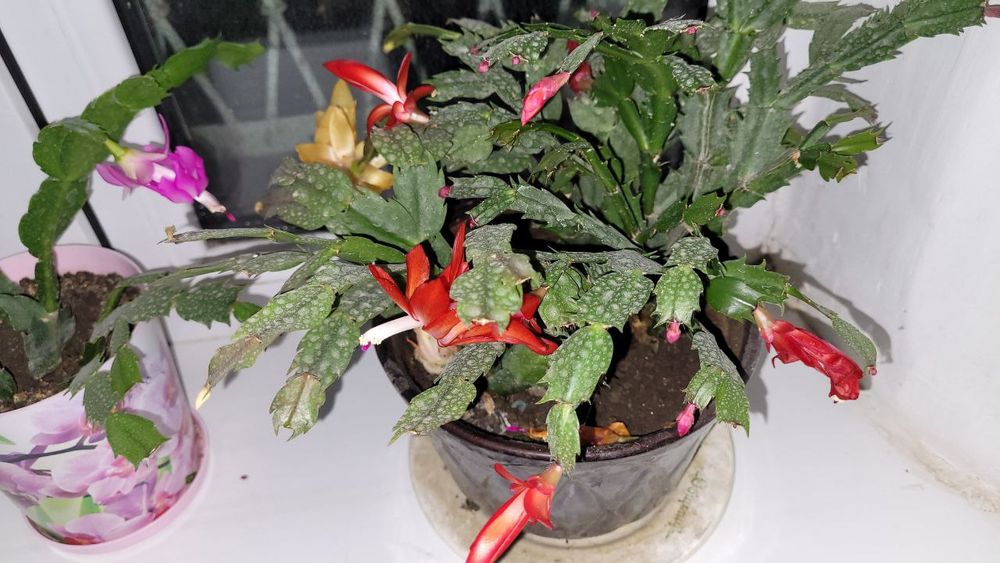 Продам домашний цветок