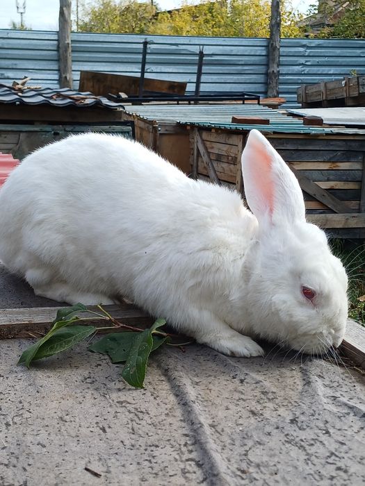 3 девочки .3 месяца- за 10000