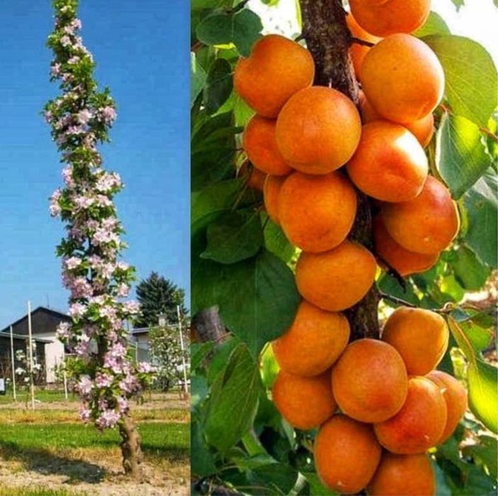 Pomi fructiferi columnari deosebiti