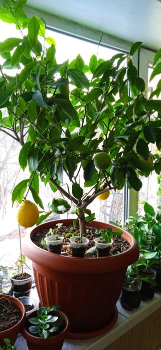 Продам плодоносящий лимон (саженец)