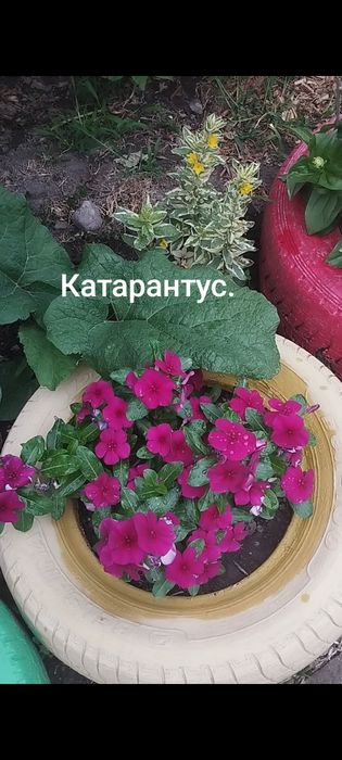 Рассада помидоров, перца, цветов.