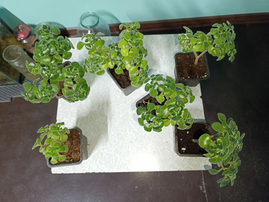 Растения аихризон