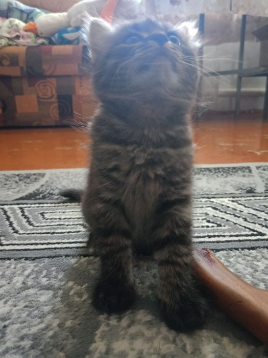 Отдам девочку в хорошие руки