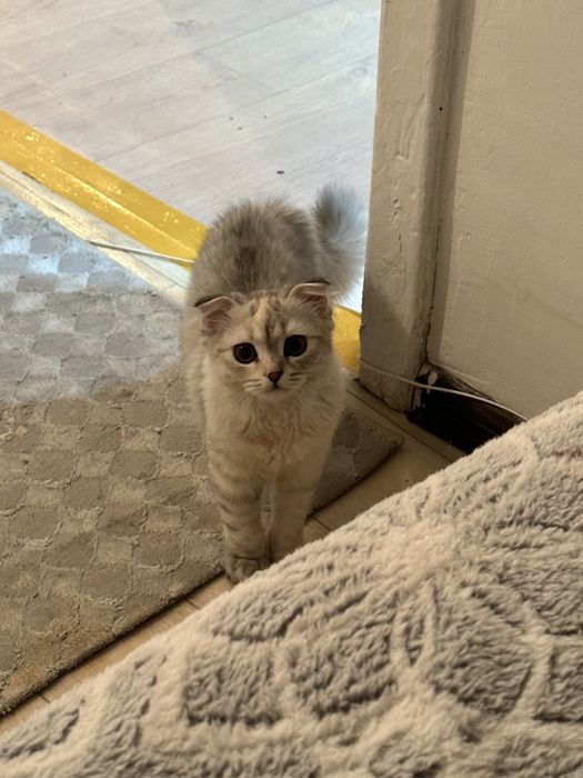 Шотналдская кошка