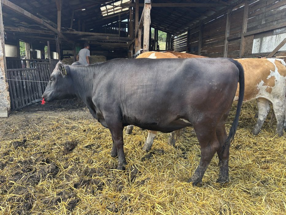 junincă angus gestanta