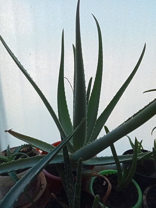 Алоэ вера комнатное растения