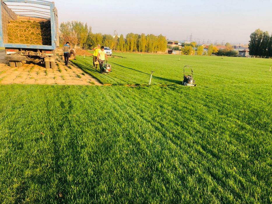 Газон экамиз рулон уругдан сепамиз поливной система