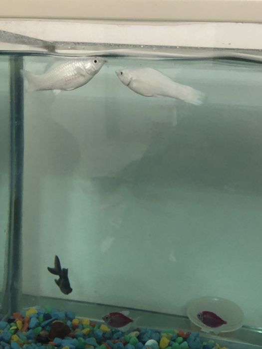 Моллинезия аквариумный рыбка