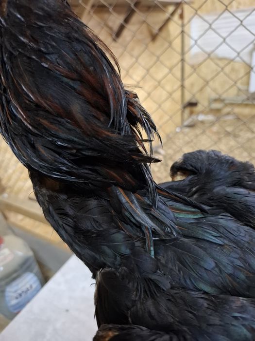 Дакан петух бойцовые