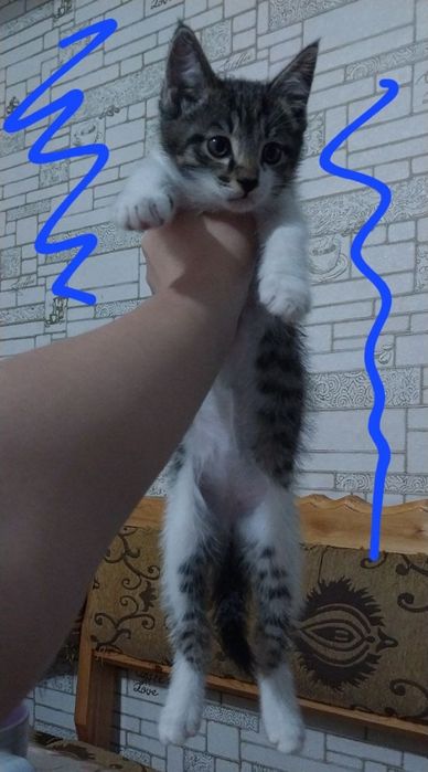 Мушук текинга берилади.