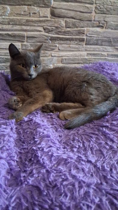 Красавица Салли в поисках дома!!