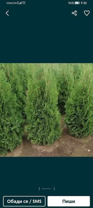 Продавам туя и вечнозелени храсти