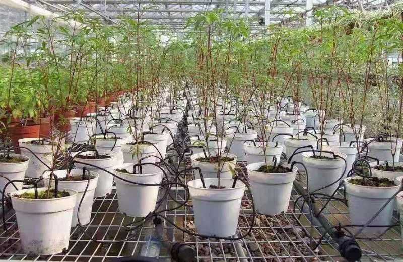 Капельное орошение для горшечных растений в теплице