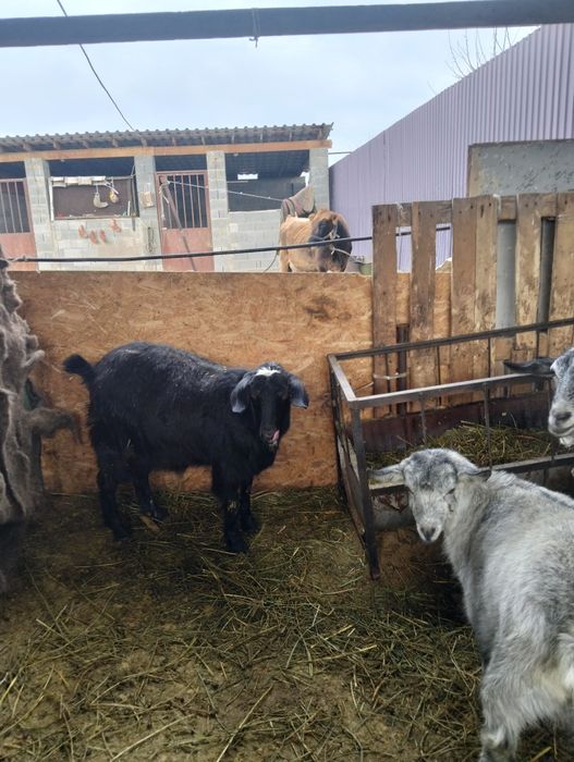 Ешкілер бар 1тума