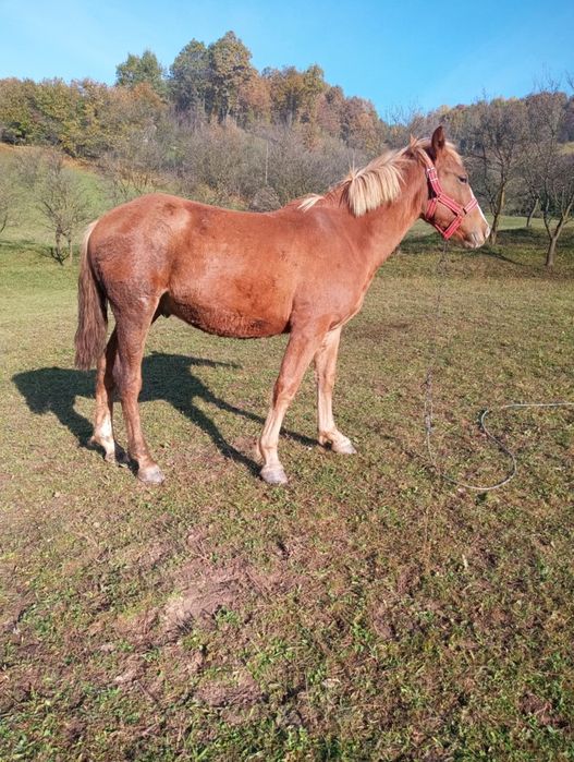 Mânz de vânzare de 1 an si jumătate
