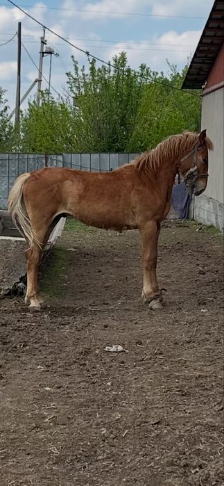Продам Жеребец - тяж. Очень хороший