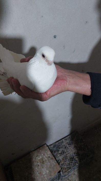 Голуби белый самка кептер