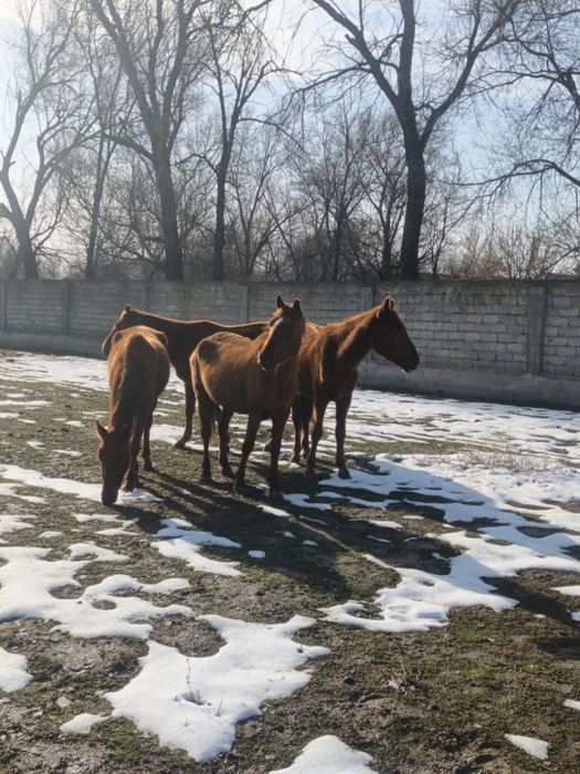 Биелер екі үш туған