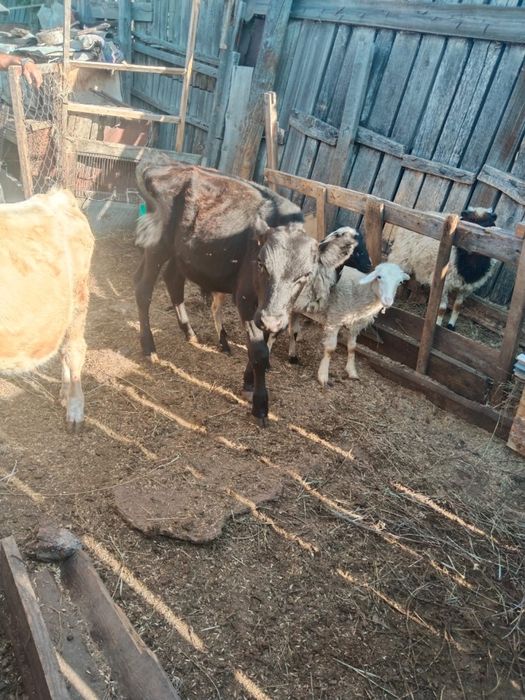 продам телят бычков и овечек