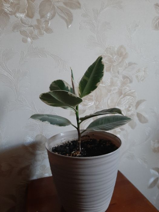 Продам фикус каучуконосный