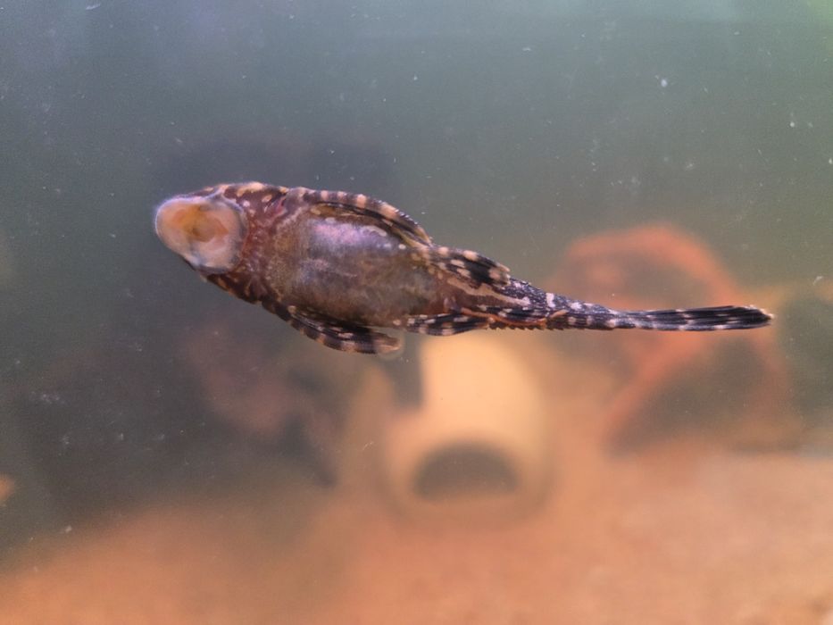 Парчовый сом, Птеригоплихт, 6см.