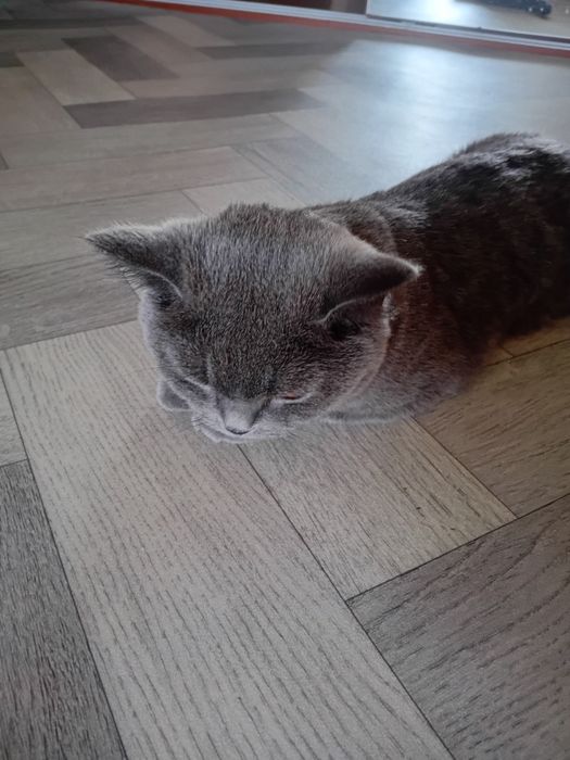 Нужен кот ,породистый!