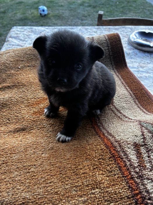 Малки сладки кученнца Пътърдейл