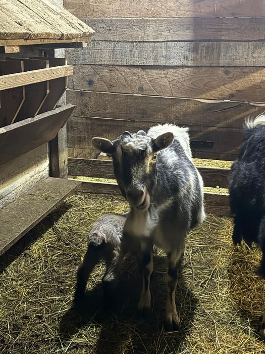 Capre cu iezi din 10.02