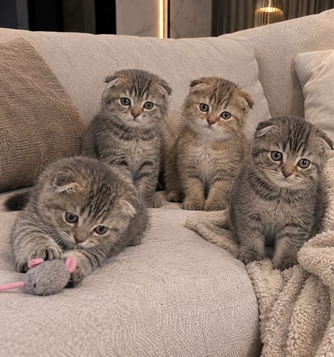Восхитителььные Котята