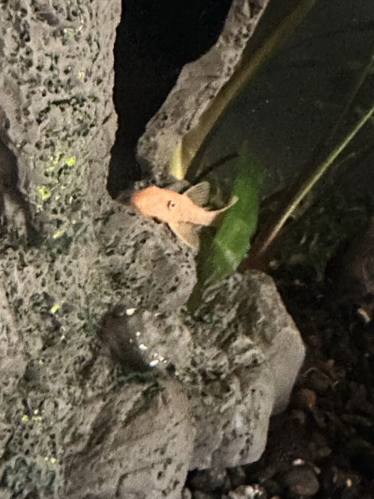 Анциструс номерной L 144 елоу