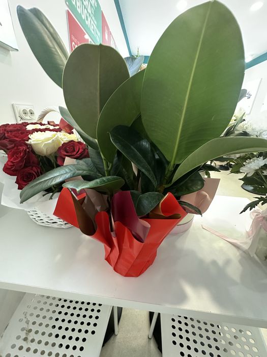 Цветы красивые новые