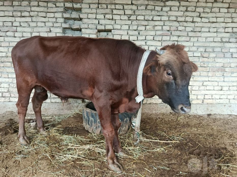 Buqa sotiladi 19mln