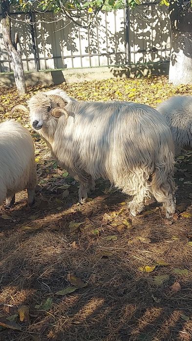 Vând berbec țurcan.