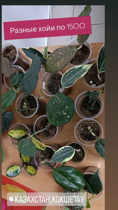 Хойи по 1500 тенге